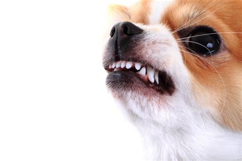 How to Prevent Dog Bites - SiebenCarey