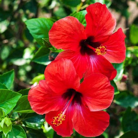 Hibiscus Jardinerie Boncap