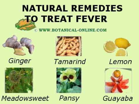 Medicinal plants for fever – Botanical online