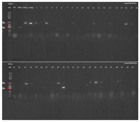 Pathogens Free Full Text Bulinus Senegalensis And Bulinus Umbilicatus Snail Infestations By