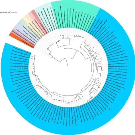 Core Genome Based Phylogenetic Tree Highlighting The Position Of