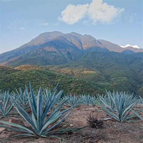 Green Plants on Brown Soil Across the Green Mountain · Free Stock Photo