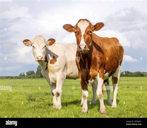 Cute Cow Calves Tender Love Portrait Of Two Cows Lovingly Together In