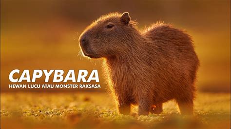 Capybara Hewan Lucu Atau Monster Raksasa Kehidupan Hewan Paling Santai