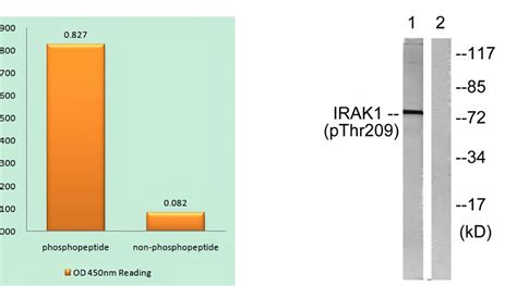 Irak Phospho Thr Antibody