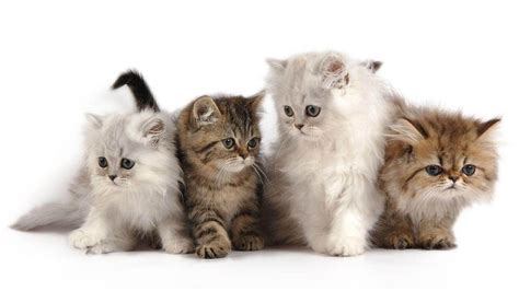 Persian Cat Baby Wallpaper