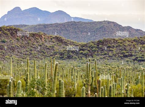 Organ Pipe Cactus National Monument Stock Photo Alamy