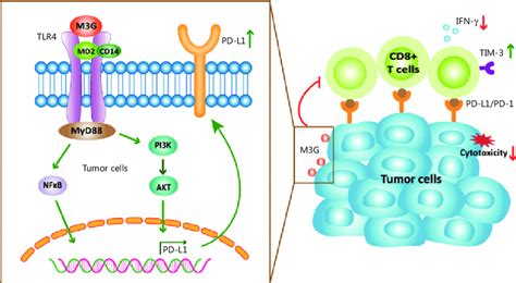 Schematic Model Of Morphine 3 Glucuronide M3G Promoting Non Small