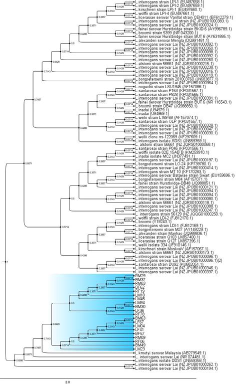 Maximum Likelihood Phylogenetic Tree Based On The Nucleotide Sequence