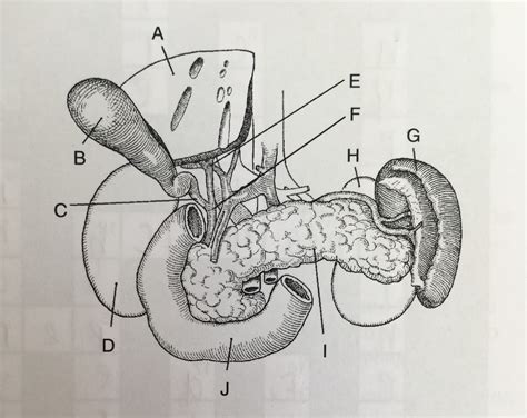 Rad 112 Unit 4 Gall Bladder And Bile Ducts Diagram Quizlet