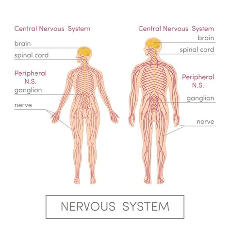 Central Nervous System-Structure And Function, 41% OFF