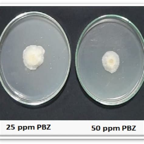 Impact Of Pbz On Inhibition The Growth Of Rhizoctonia Solani