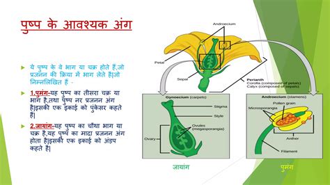 पुष्प की संरचना Ppt