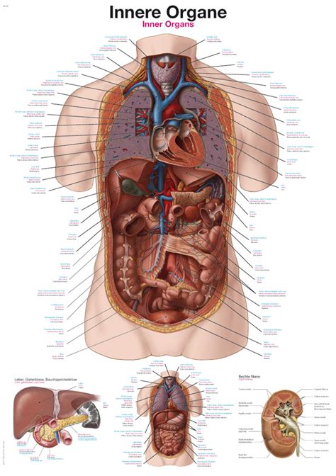 Anatomical Chart Internal Organs