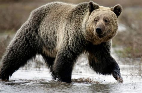 Fran Ais Tu Par Un Ours Au Canada Pourquoi Y A T Il De Plus En Plus