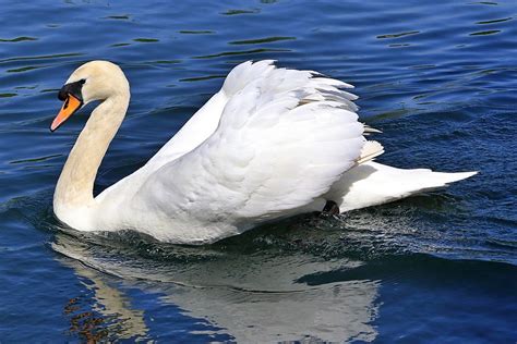 Male Cob Mute Swan Kings Pond Alton Hampshire UK 20 Flickr