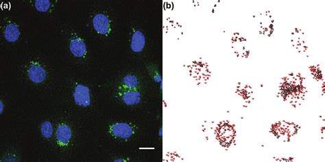 A Confocal Laser Scanning Microscopy Image Of Caco Cells Loaded With