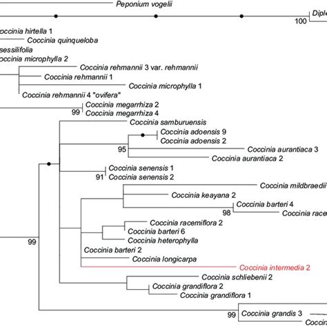 Maximum Likelihood Phylogeny For Coccinia Based On Nuclear DNA