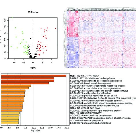 DE Hypoxia Related Gene Identification And Enrichment Analysis A