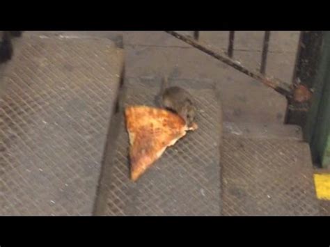 Comedian Describes Moment He Saw Rat Carrying Pizza - YouTube