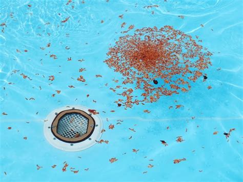 How To Clean Your Swimming Pool From Leaves Toronto Pool Supplies Blog