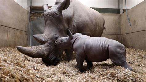 Southern White Rhino Baby Born Near Liverpool