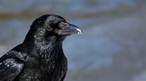 Vrana šta znači sanjati vranu Sanovnik Sanjarica