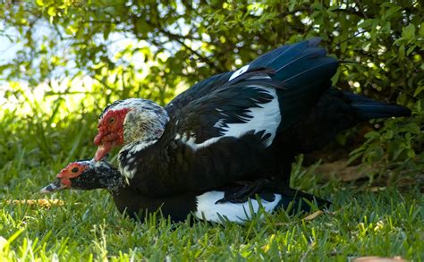 The Bizarre And Fascinating Nature Of Duck Sex Modern Farmer