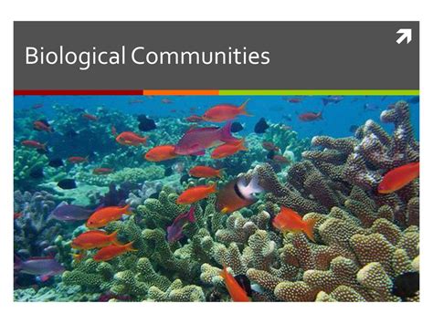 Biological Communities Ppt Download