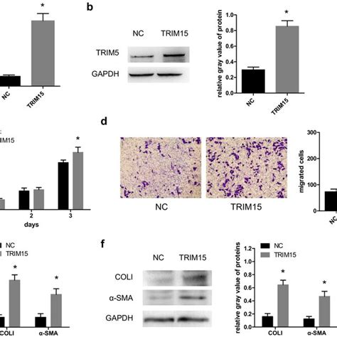 Overexpression Of Trim15 Induced The Activation Of Lx 2 Cells The Mrna