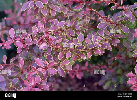 Berberis Thunbergii Golden Ring Hi Res Stock Photography And Images