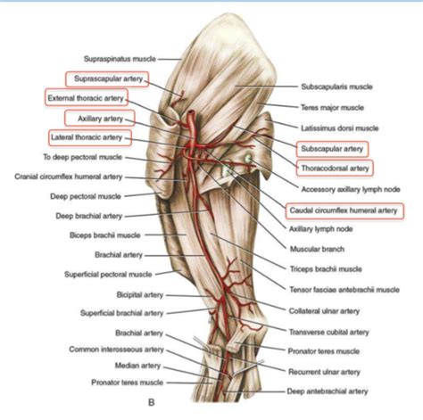 Vm 602 Anatomy Muscles Of The Forelimb Blood Supply And Innervation