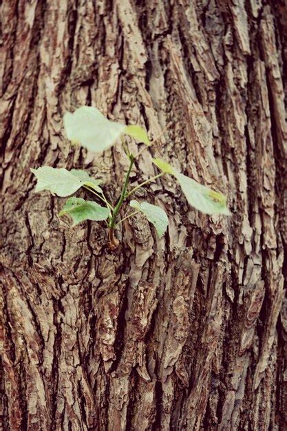 Premium Photo Close Up Of Tree Trunk