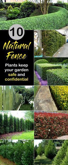 Fences Plants Keep Your Garden Safe And Fence Plants Fence