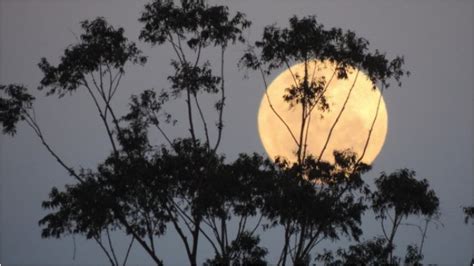 Sore Nanti Ada Fenomena Perigee Bulan Dalam Titik Terdekat Dengan Bumi