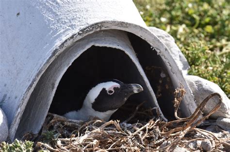 Homes For African Penguins Dyer Island Conservation Trust