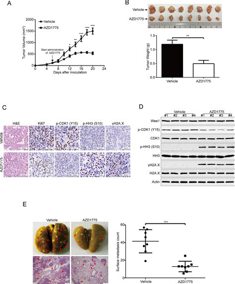 Frontiers Wee1 Inhibitor Azd1775 Effectively Inhibits The Malignant