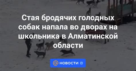 Стая бродячих голодных собак напала во дворах на школьника в