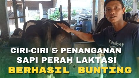 Ciri Ciri Sapi Perah Laktasi Berhasil Bunting Dan Cara Perawatannya