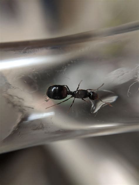 Solenopsis Invicta? Please confirm. : r/antkeeping