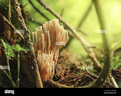 Coral De Rama Estricta Fotografías E Imágenes De Alta Resolución Alamy