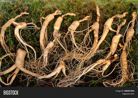 Korean Ginseng Root Image Photo Free Trial Bigstock