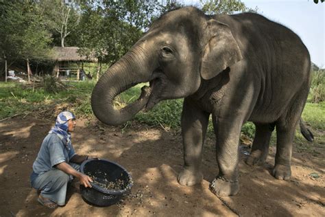 Elephant Dung Coffee Produces The World's Most Expensive Cup - MATCH ...