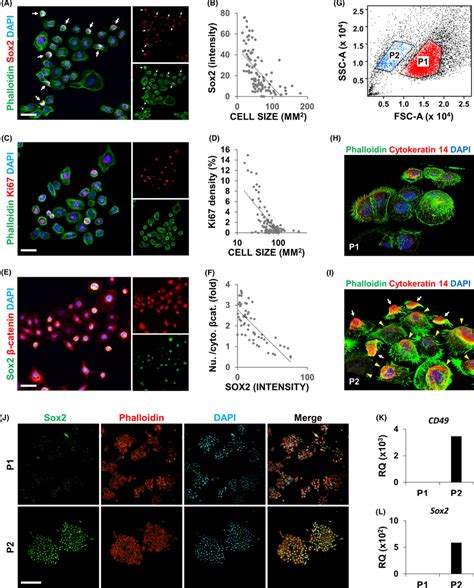 Am Harbours A Cancer Stem Celllike Population Af Am Cells Were