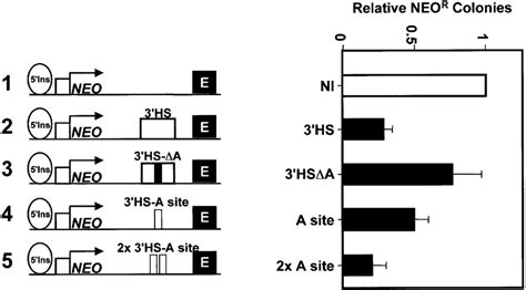 Structural And Functional Conservation At The Boundaries Of The Chicken