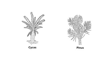 Thallophyta Bryophyta And Pteridophyta Are Called Cryptogams