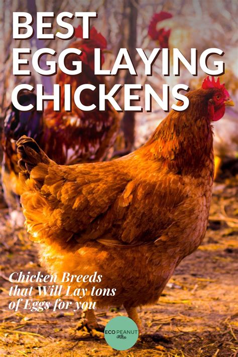 10 Best Egg Laying Chickens [up To 300 Eggs Yearly] Egg Laying