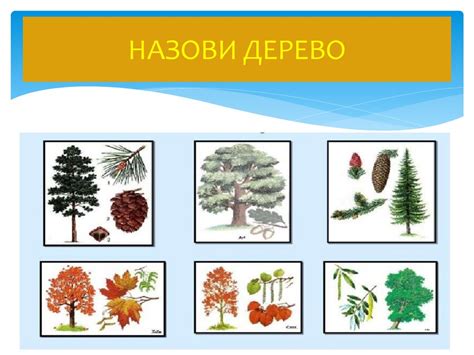 Лиственные и хвойные породы деревьев - презентация онлайн
