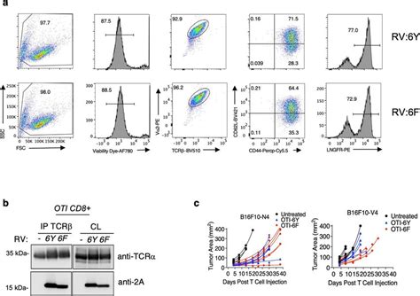 Retroviral Rv Transduction Of 6f Cd3ζz Into Wt Oti Cd8⁺ T Cells