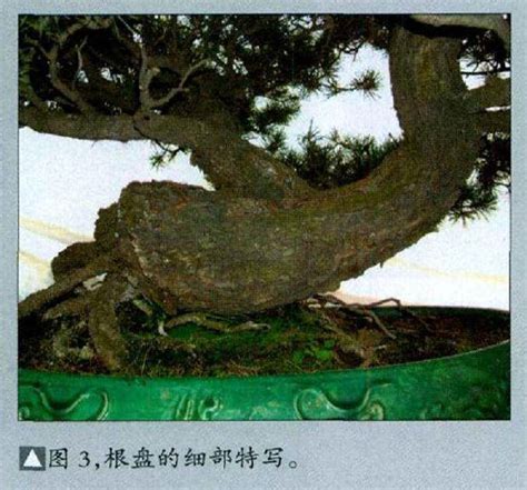 图解 五针松盆景怎么制作的16个过程 Penjing8盆景吧